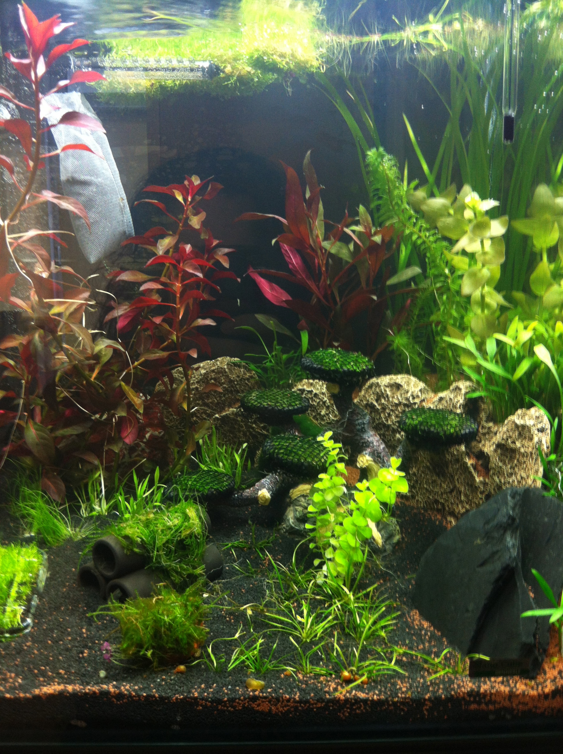 Hier geht's um garnelen, wasserpflanzen und den nano cube ...