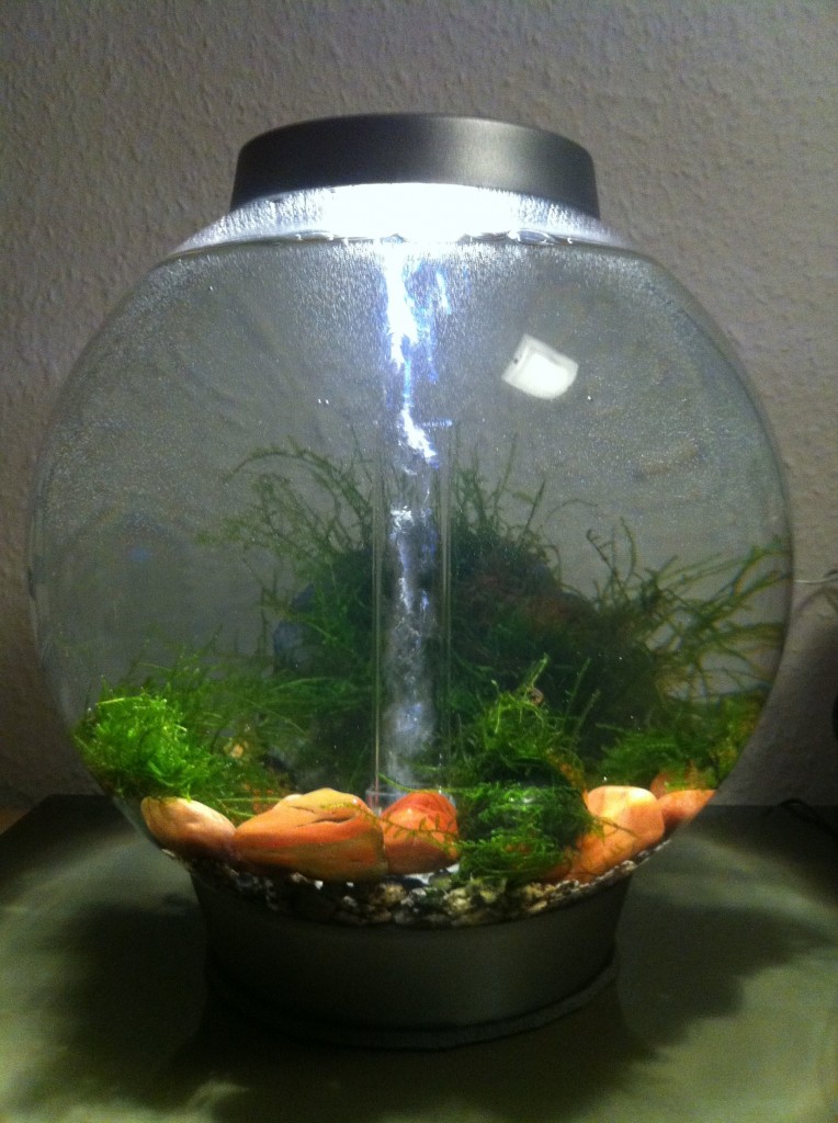 biOrb von Reef One Miniwasserwelt